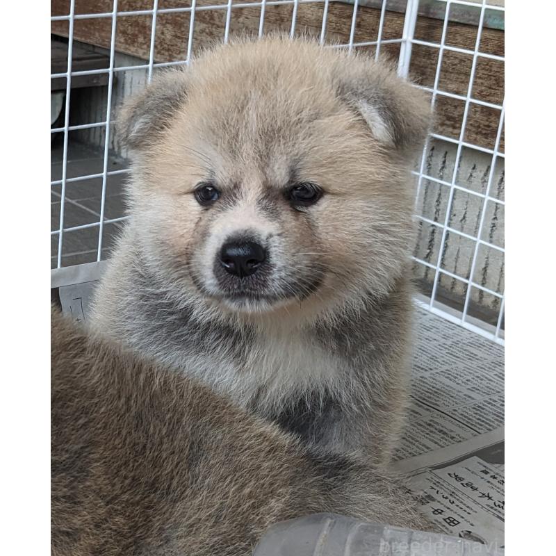 販売中の滋賀県の秋田犬-398955の3枚目