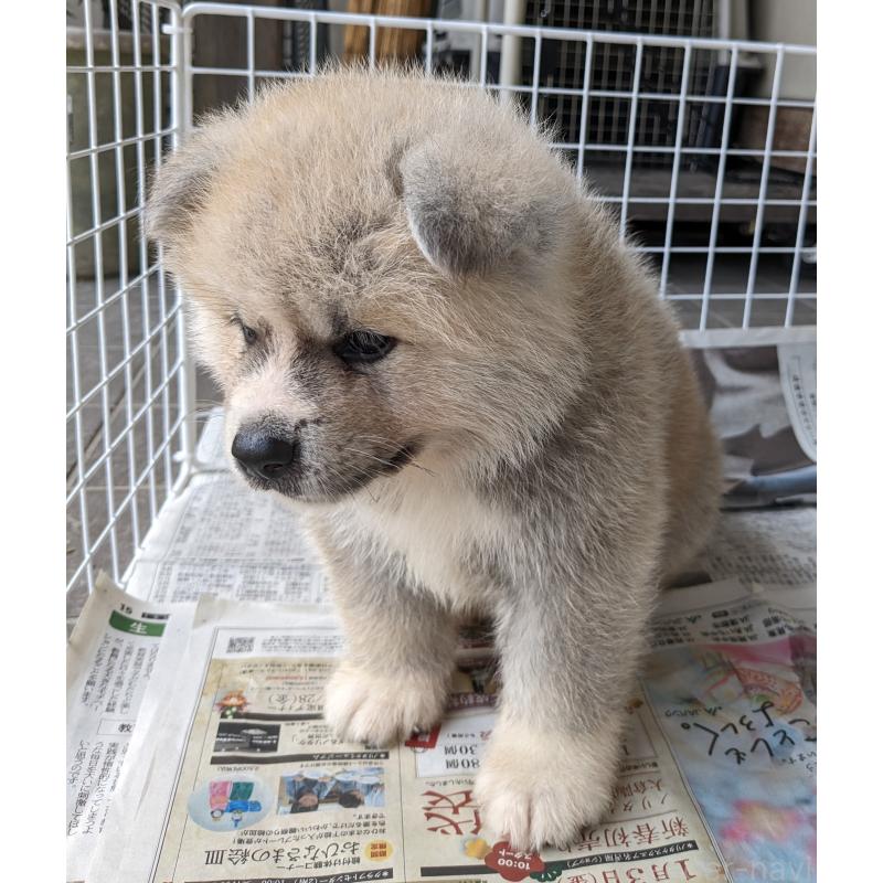 販売中の滋賀県の秋田犬-398955の2枚目