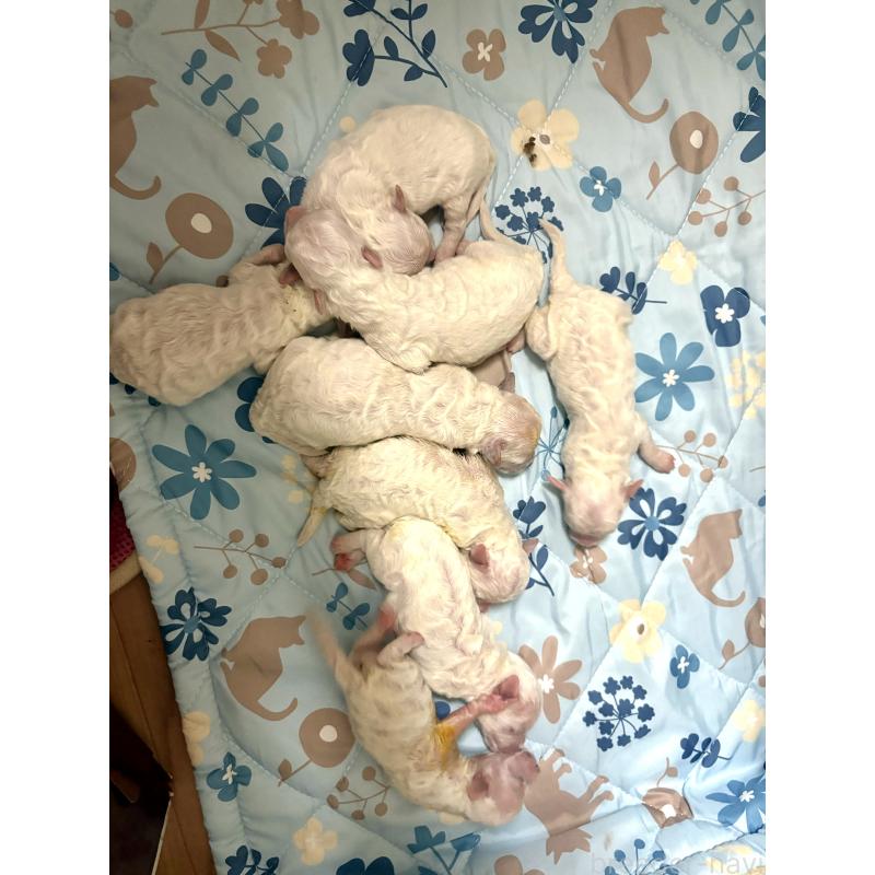 販売中の東京都のミックス犬-398962の1枚目