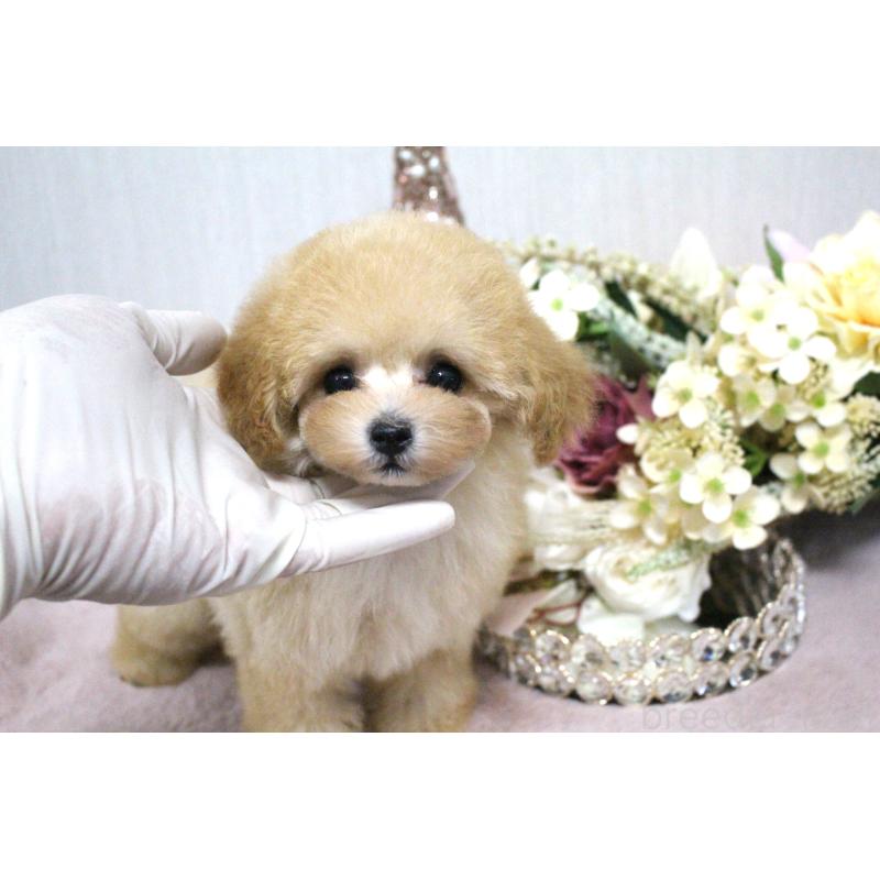 販売中の茨城県のティーカッププードル-399136の6枚目