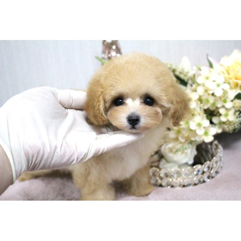 販売中の茨城県のティーカッププードル-399136の3枚目