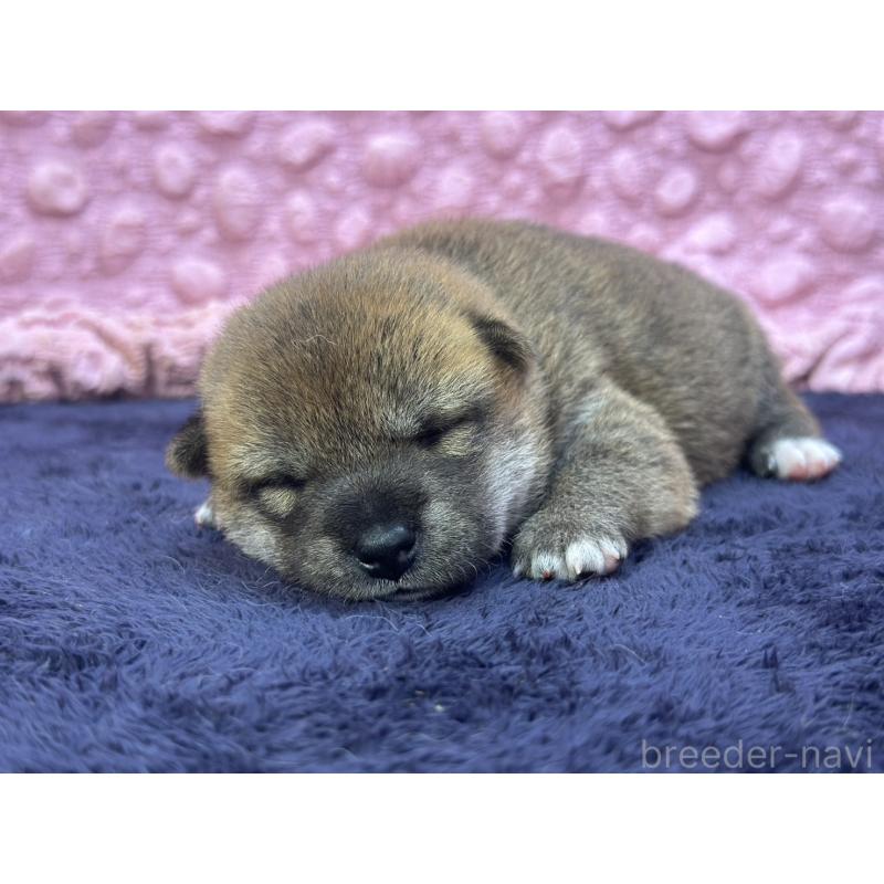 販売中の茨城県の柴犬-399157の9枚目