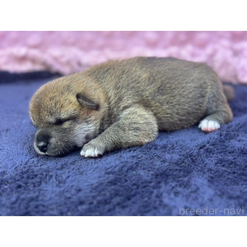 販売中の茨城県の柴犬-399157の8枚目