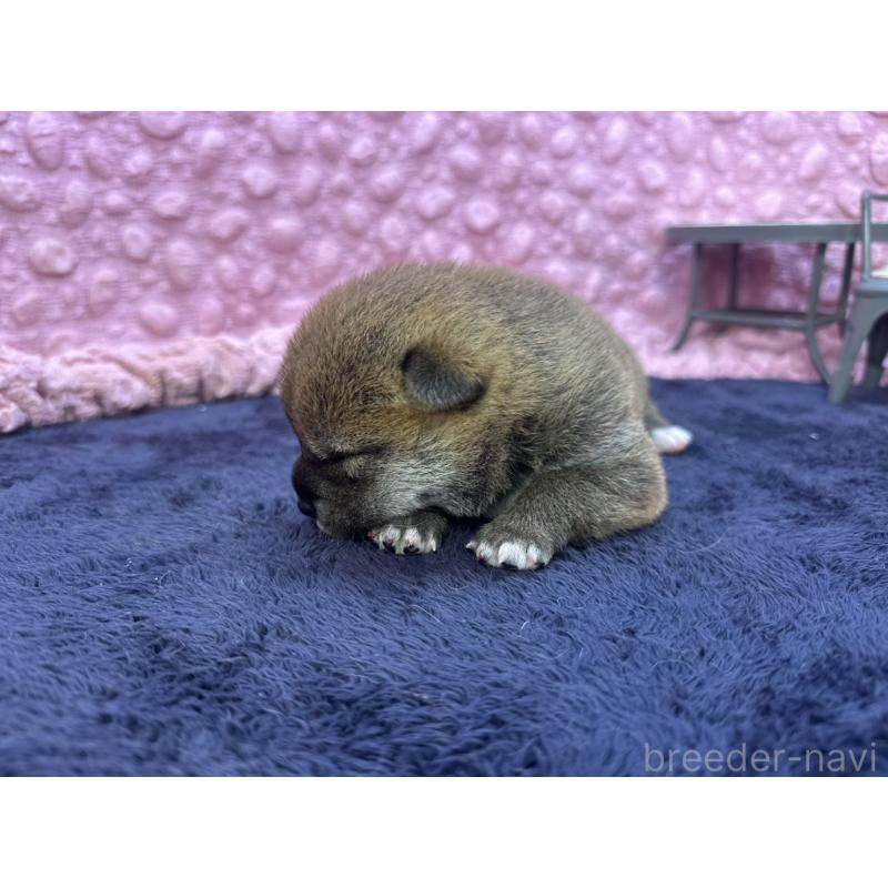 販売中の茨城県の柴犬-399157の7枚目