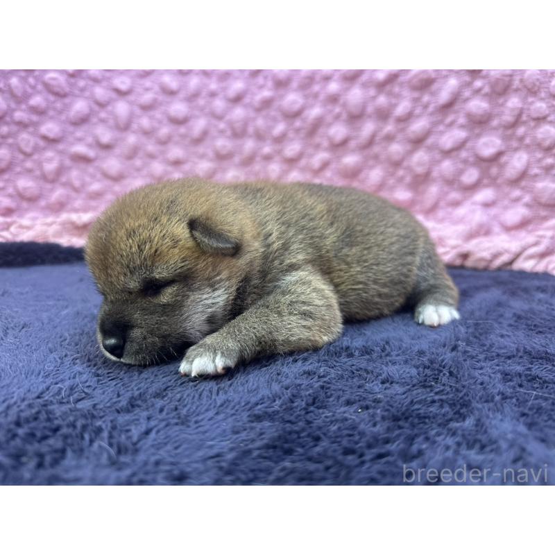 販売中の茨城県の柴犬-399157の6枚目
