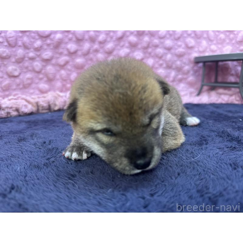 販売中の茨城県の柴犬-399157の5枚目