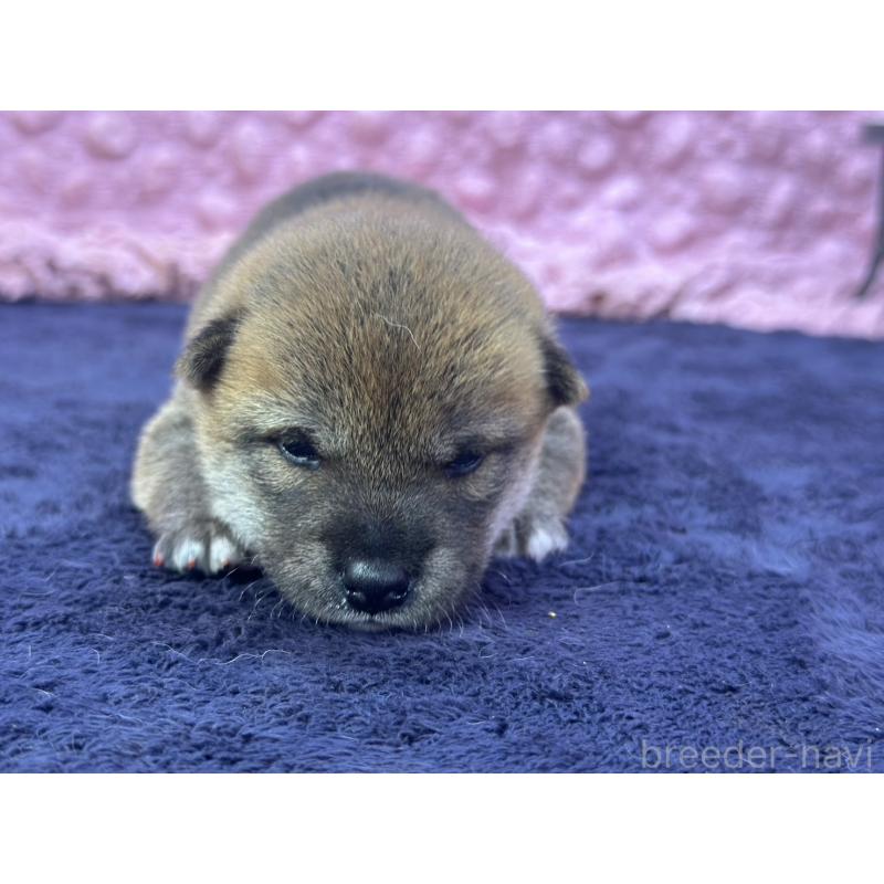 販売中の茨城県の柴犬-399157の4枚目
