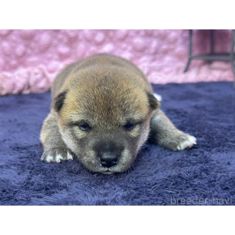 販売中の茨城県の柴犬-399157の3枚目