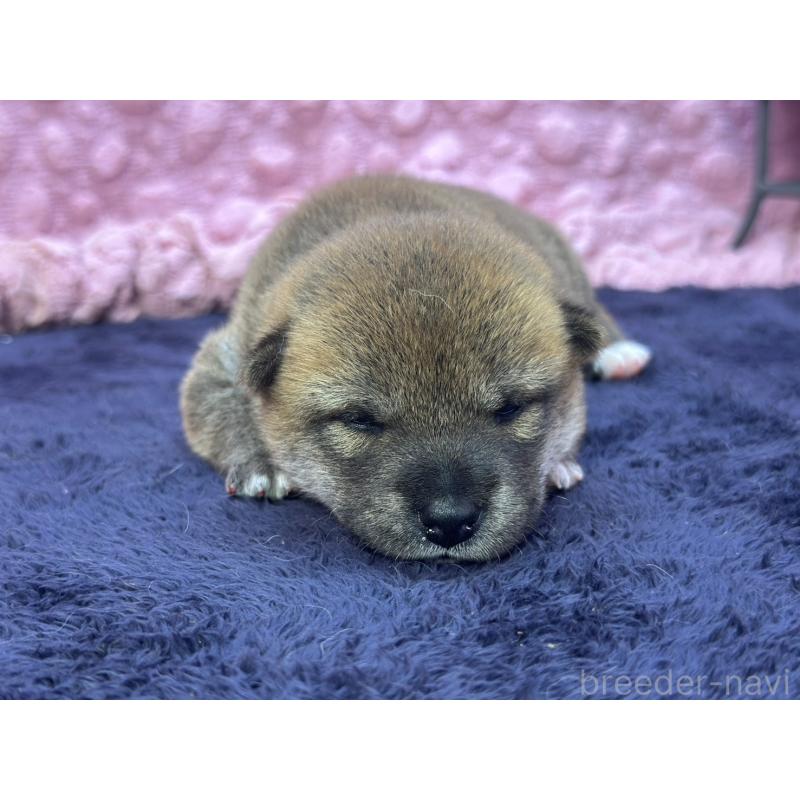 販売中の茨城県の柴犬-399157の2枚目