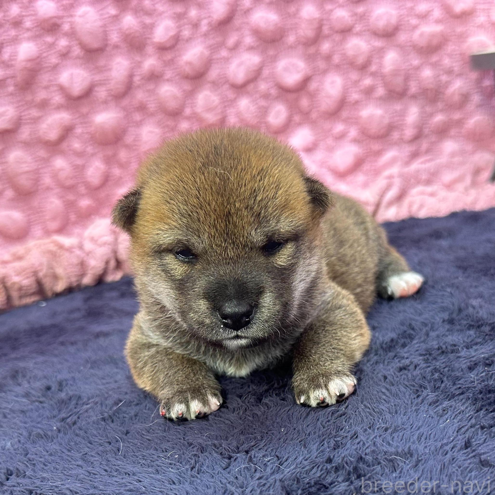 販売中の茨城県の柴犬-399157の1枚目