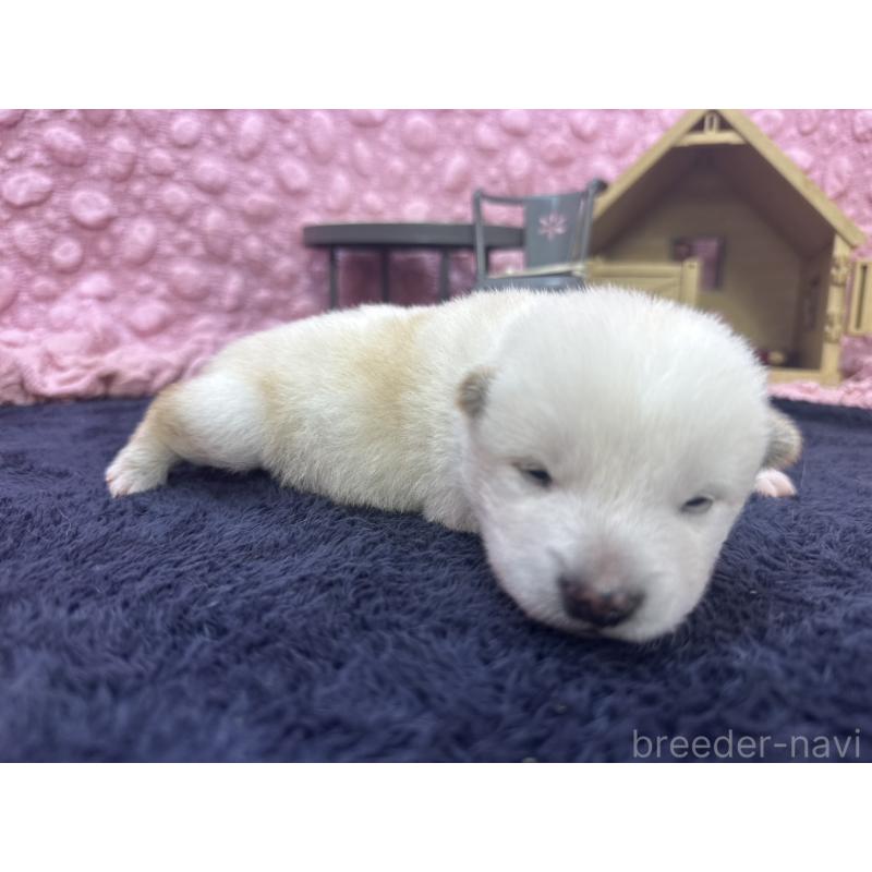 販売中の茨城県の柴犬-399158の7枚目