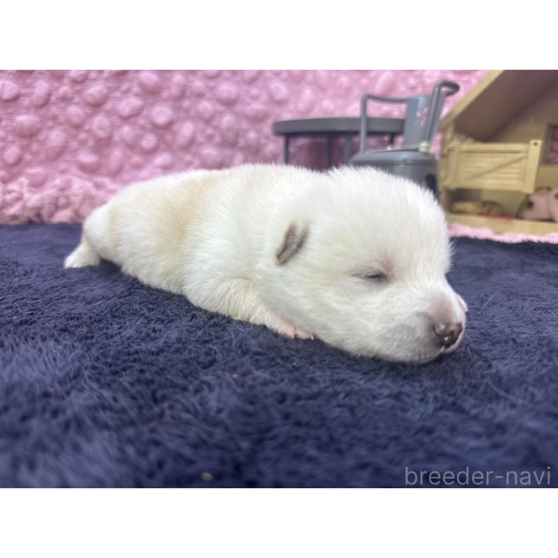 販売中の茨城県の柴犬-399158の6枚目