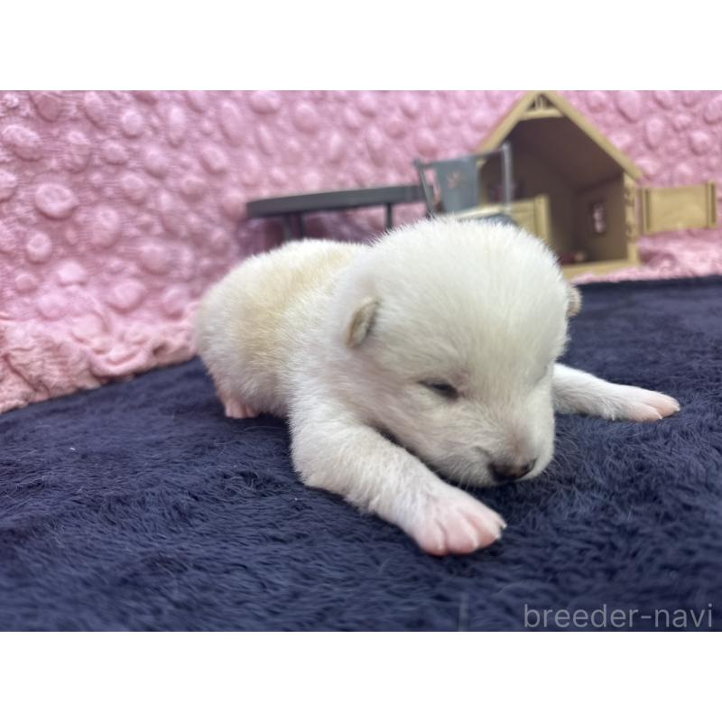 販売中の茨城県の柴犬-399158の5枚目