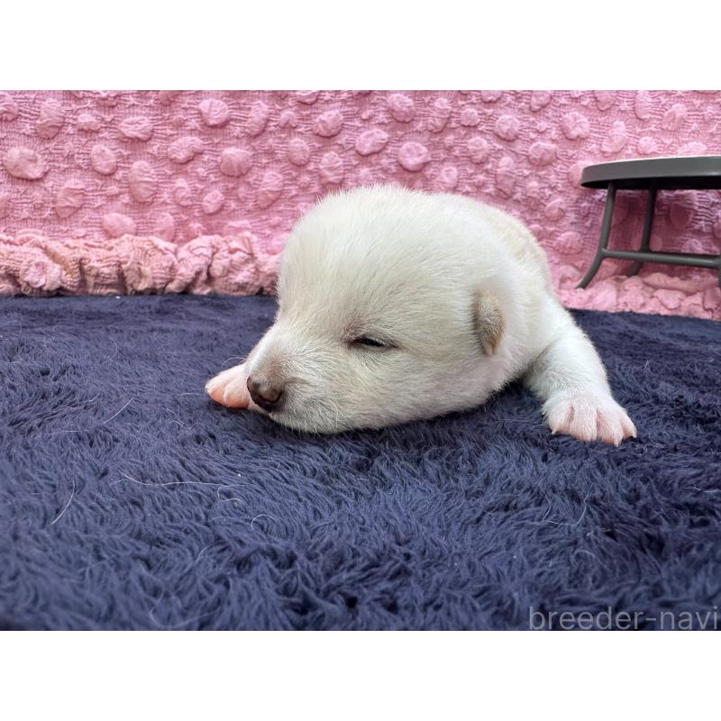 販売中の茨城県の柴犬-399158の3枚目
