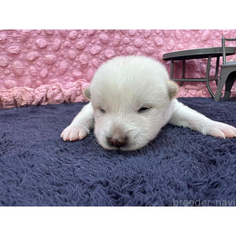 販売中の茨城県の柴犬-399158の2枚目
