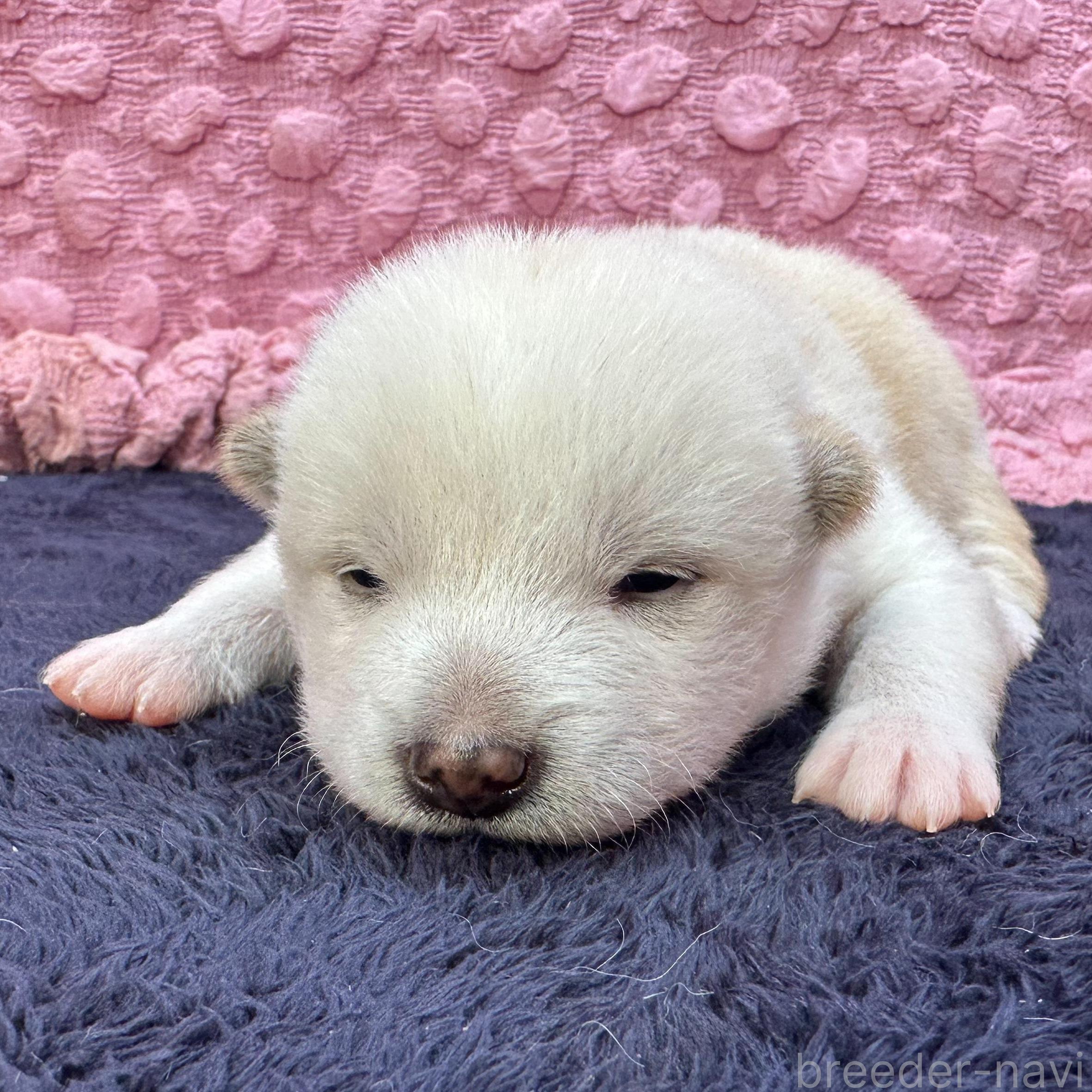 販売中の茨城県の柴犬-399158