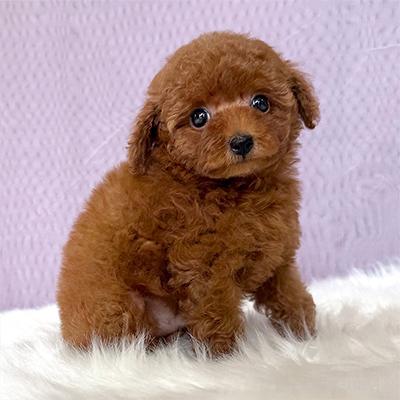 販売中の神奈川県のティーカッププードル-398085