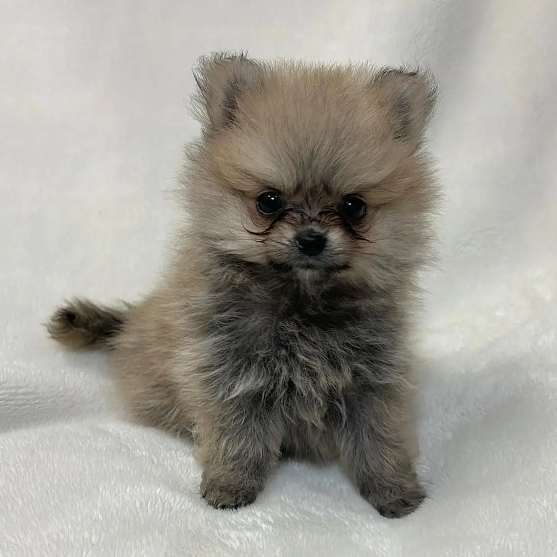 販売中の山口県のポメラニアン-399162の1枚目