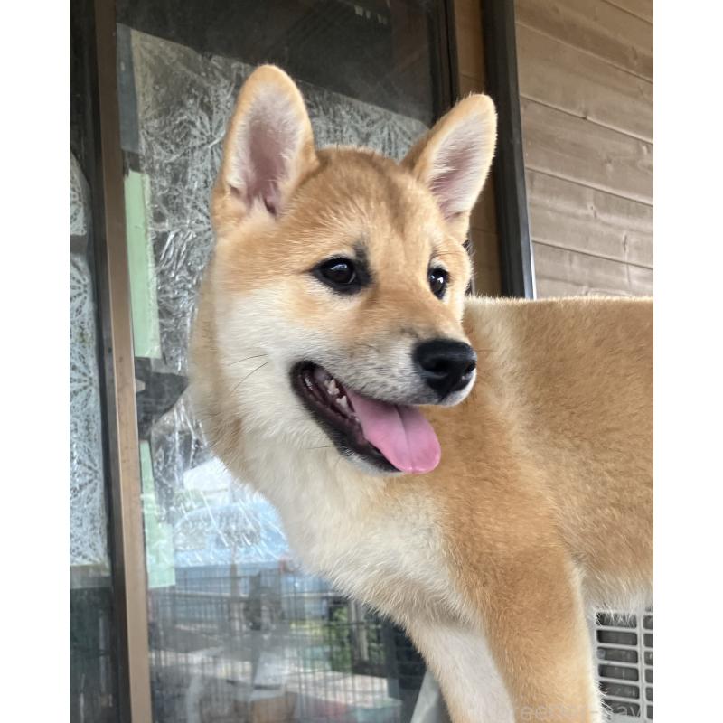 販売中の静岡県の柴犬-382388の4枚目