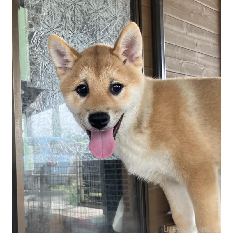 販売中の静岡県の柴犬-382388の3枚目
