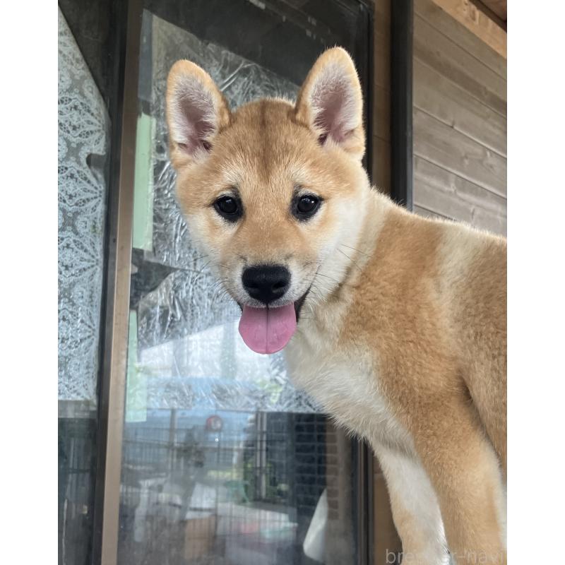 販売中の静岡県の柴犬-382388の2枚目