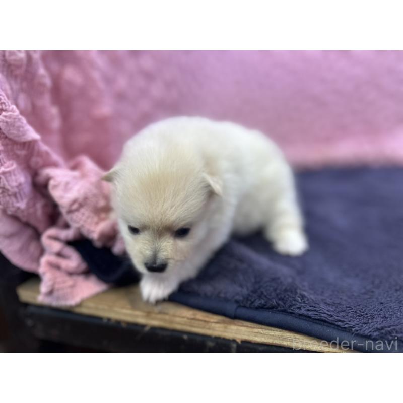 販売中の茨城県のポメラニアン-399172の12枚目