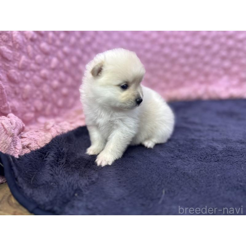 販売中の茨城県のポメラニアン-399172の10枚目