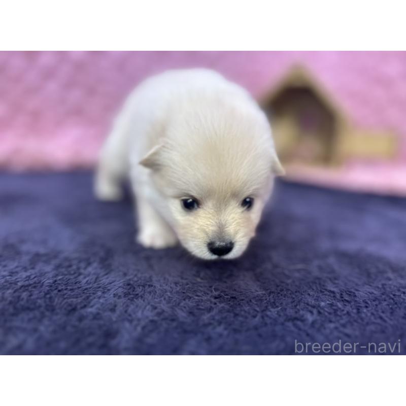 販売中の茨城県のポメラニアン-399172の4枚目