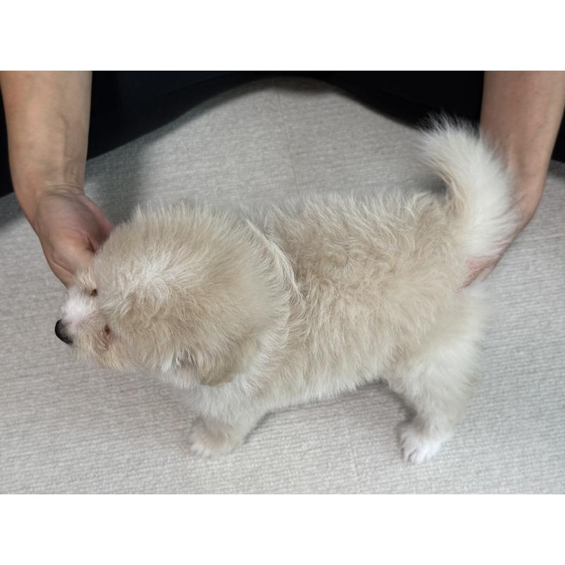 販売中の香川県のミックス犬-399174の2枚目