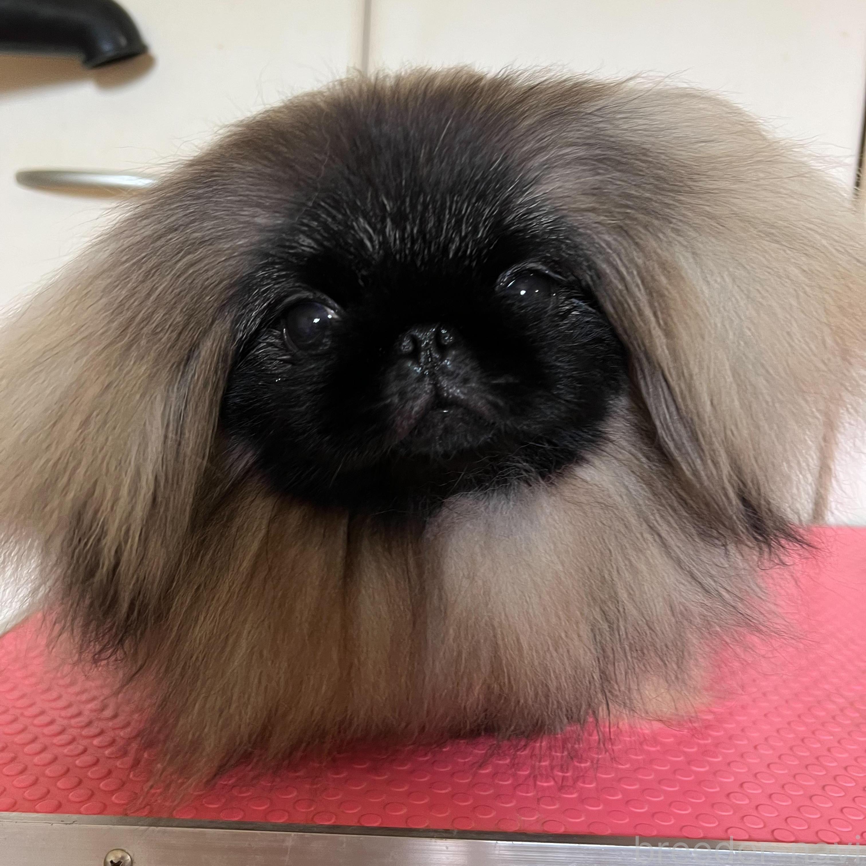 アミちゃん1枚目