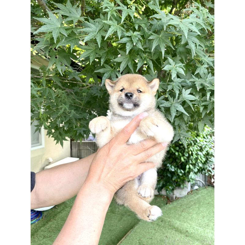 成約済の京都府の豆柴-396311の4枚目