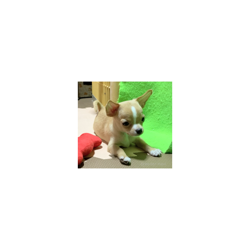 成約済の山口県のチワワ(スムースコート)-396003の4枚目