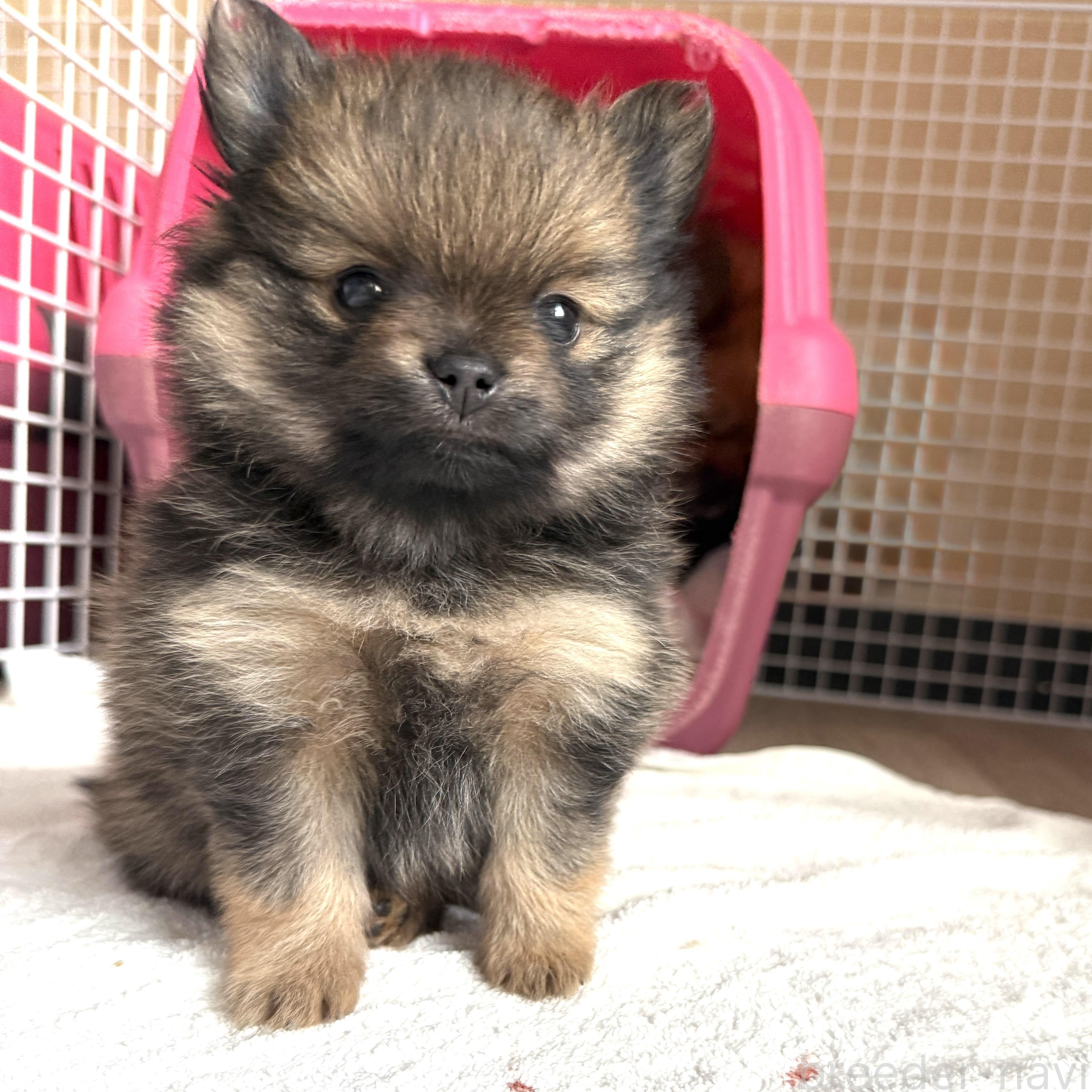 オンライン見学