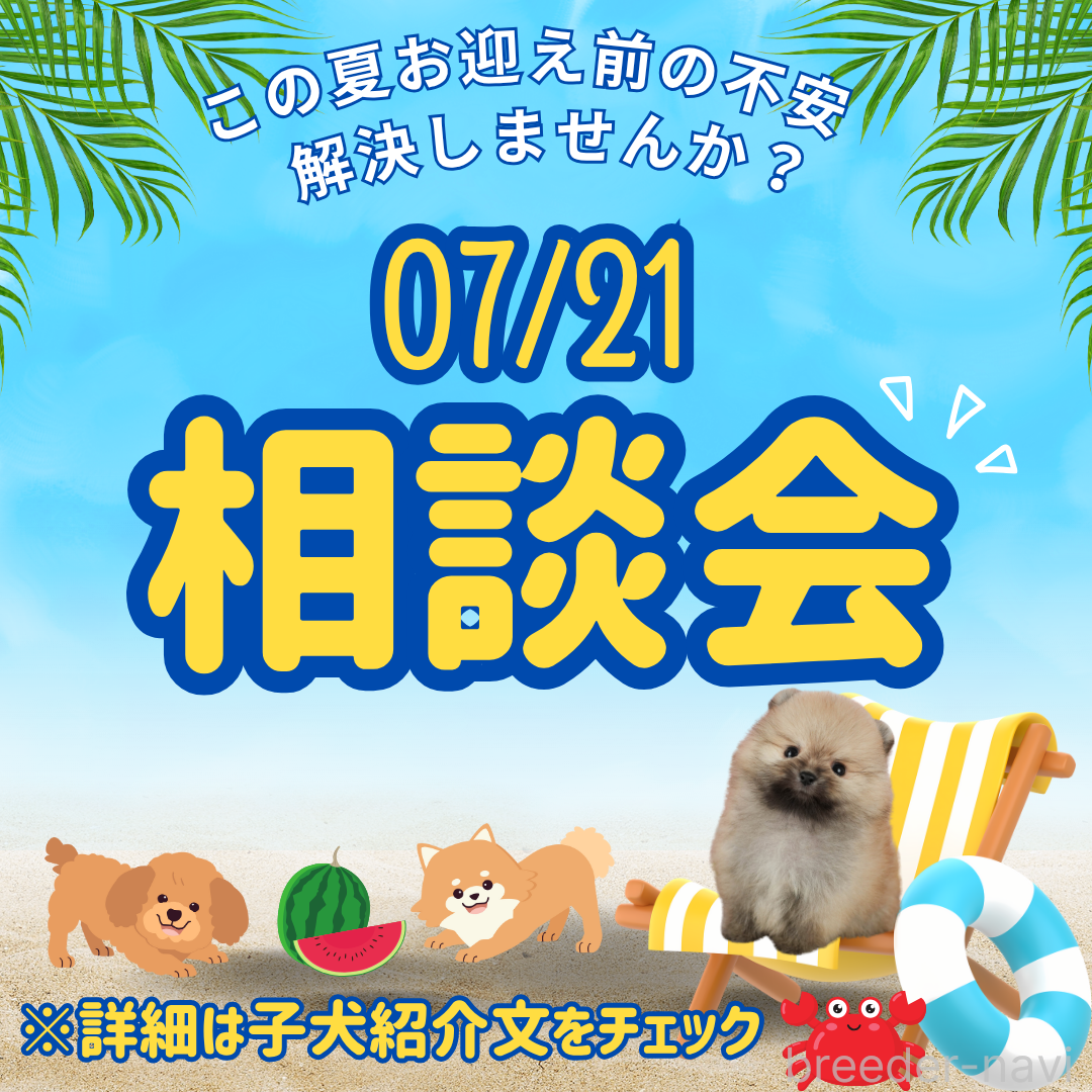 成約済の千葉県のポメラニアン-395361の3枚目