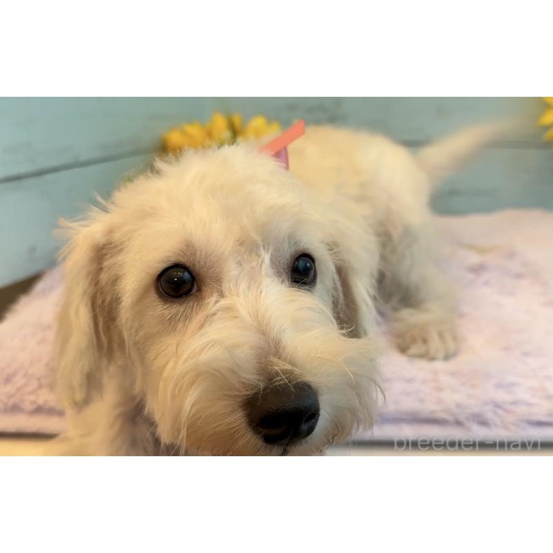 販売中の埼玉県のミックス犬-399212の9枚目