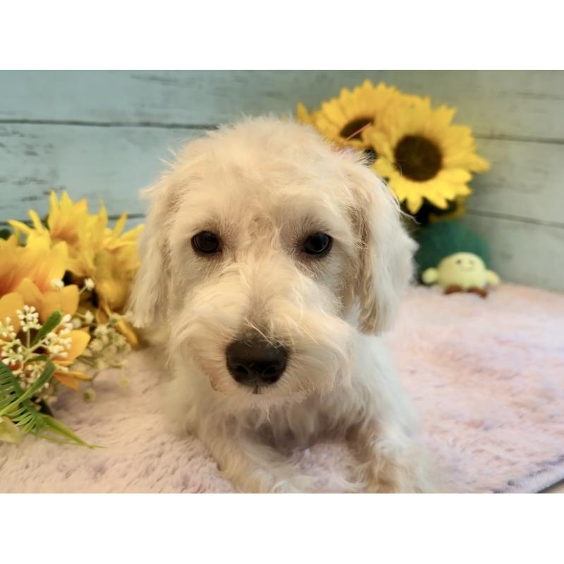 販売中の埼玉県のミックス犬-399212の5枚目