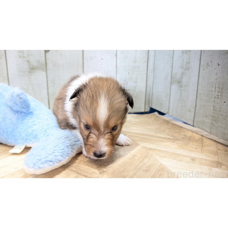 成約済の熊本県のシェットランドシープドッグ(シェルティ)-398117の10枚目