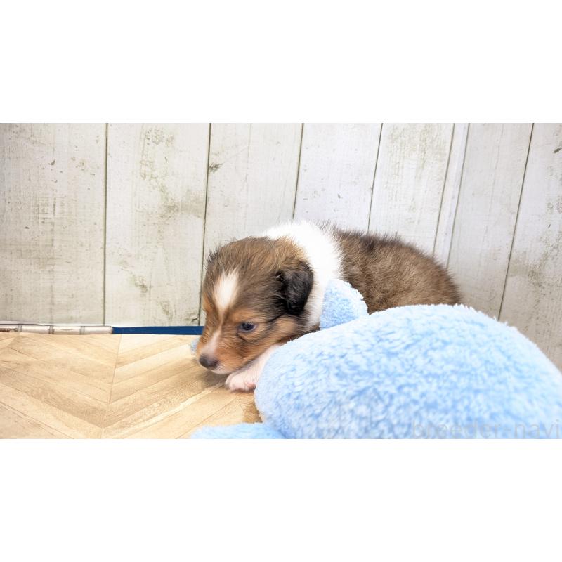 成約済の熊本県のシェットランドシープドッグ(シェルティ)-398116の15枚目