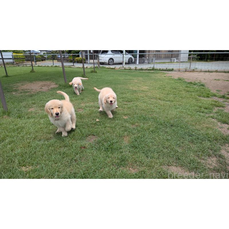 販売中の熊本県のゴールデンレトリーバー-390530の4枚目