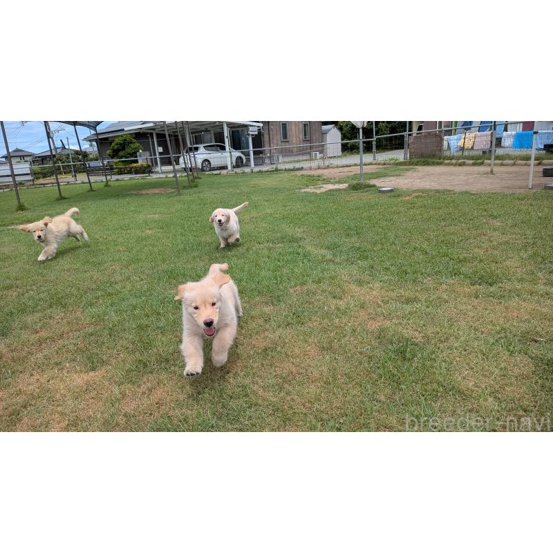 販売中の熊本県のゴールデンレトリーバー-390530の3枚目