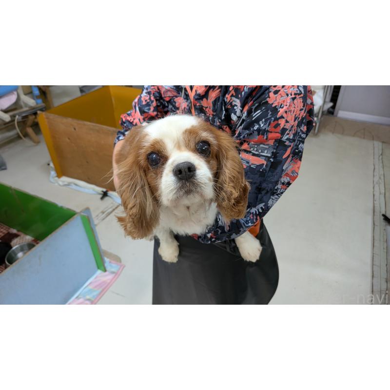 販売中の熊本県のキャバリアキングチャールズスパニエル-399237の5枚目