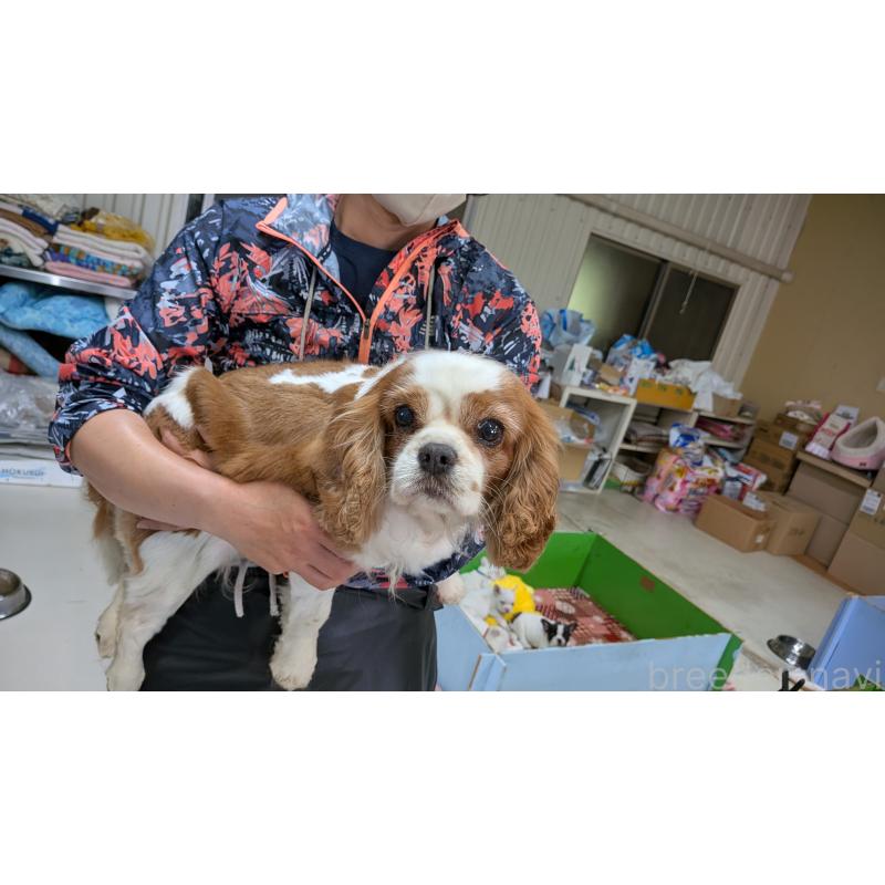 販売中の熊本県のキャバリアキングチャールズスパニエル-399237の3枚目