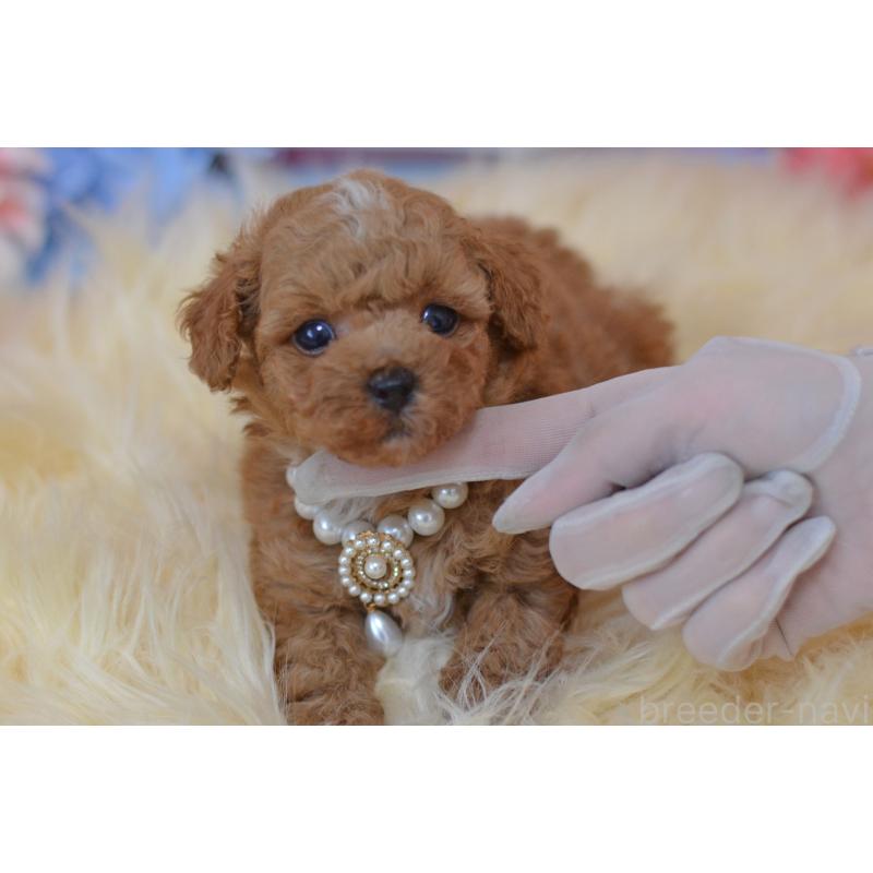 販売中の埼玉県のミックス犬-399259の7枚目