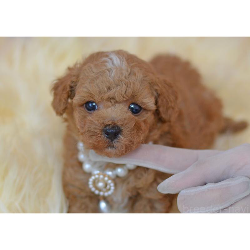 販売中の埼玉県のミックス犬-399259の6枚目