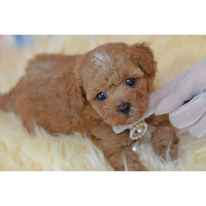販売中の埼玉県のミックス犬-399259の5枚目