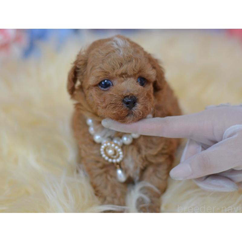 販売中の埼玉県のミックス犬-399259の3枚目