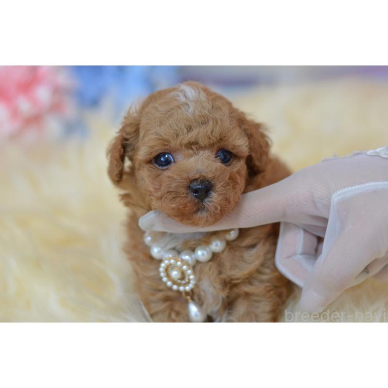 販売中の埼玉県のミックス犬-399259の2枚目