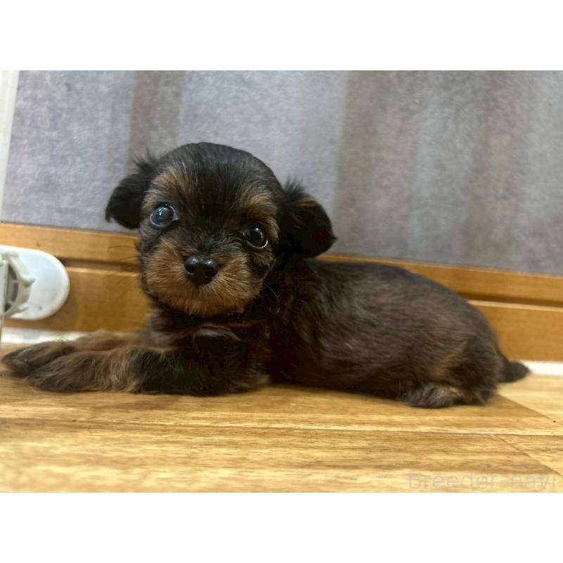 販売中の茨城県のポメチワ:ポメラニアン×チワワ-397968の2枚目