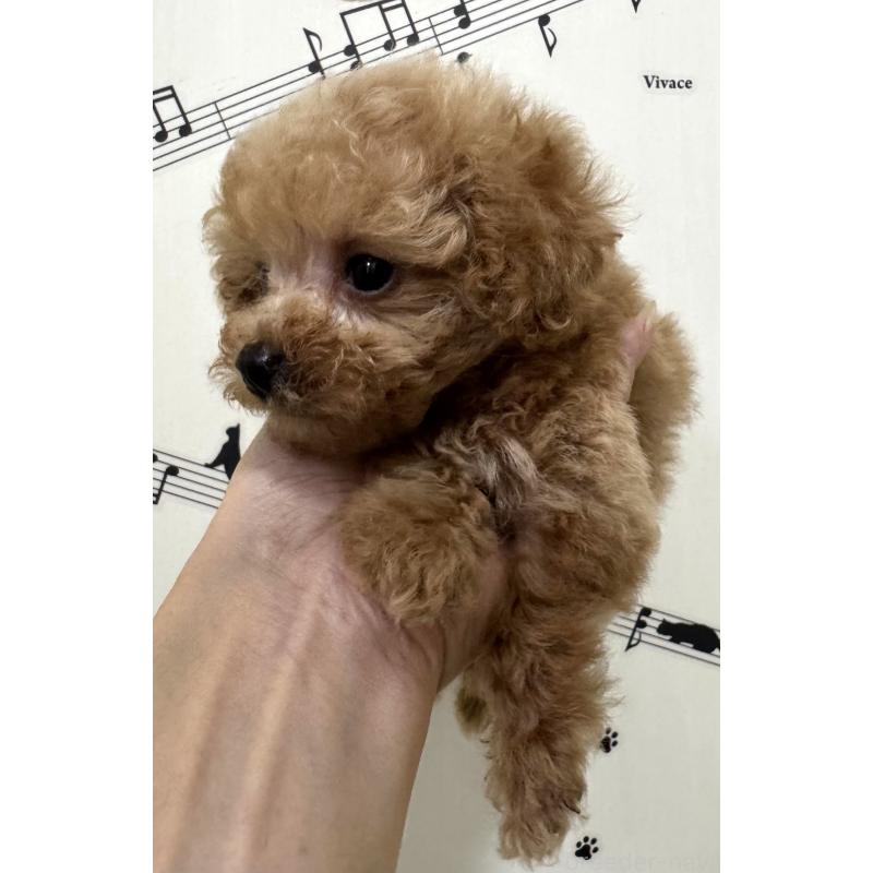 販売中の埼玉県のトイプードル-388210の3枚目