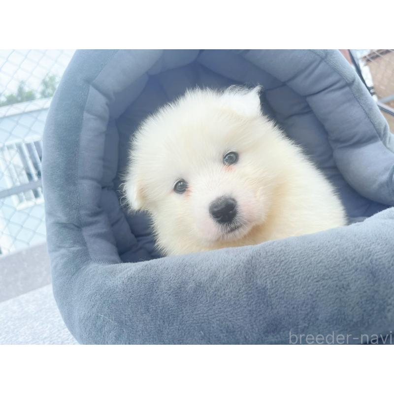 販売中の東京都のサモエド-399266の4枚目